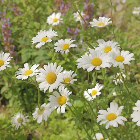 Huset I فندق مبيت وإفطار