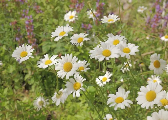 Huset I Nocleg ze śniadaniem